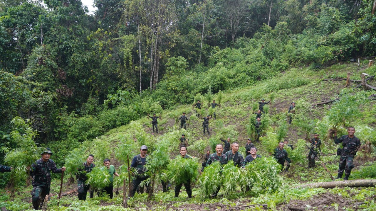 TNI Temukan Ladang Ganja di Mandailing Natal Persiapan Latihan
