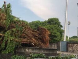 Isyarat Langit: Pohon Beringin dan Patung Satria Pandawa Rebah di Solo, Menurut Djarot PDIP.